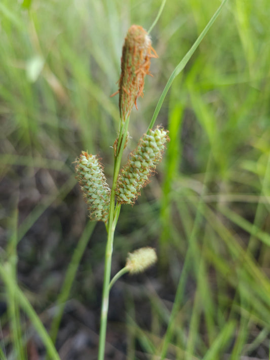 Carex verrucosa, Warty Sedge