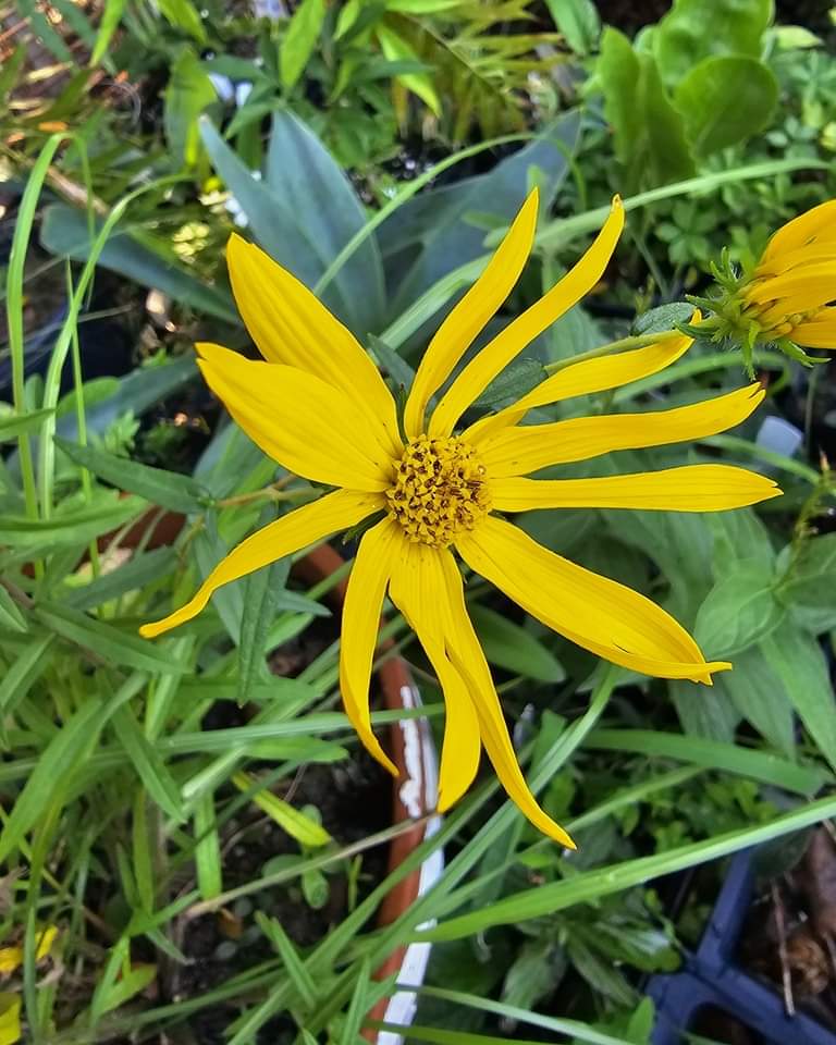 Phoebanthus grandiflorus, Florida False Sunflower