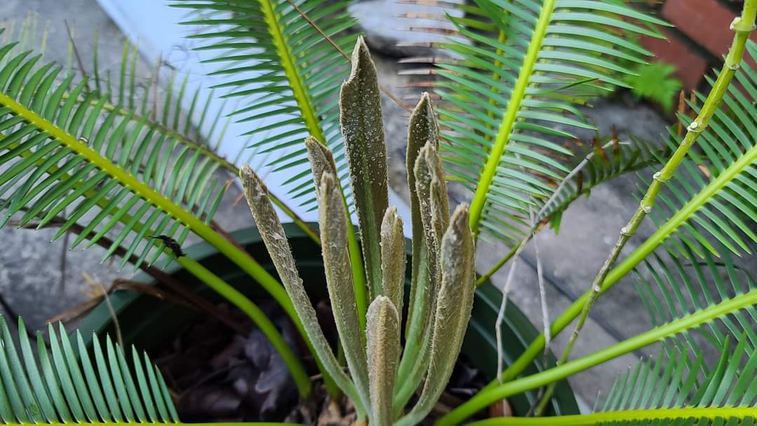 Dioon edule