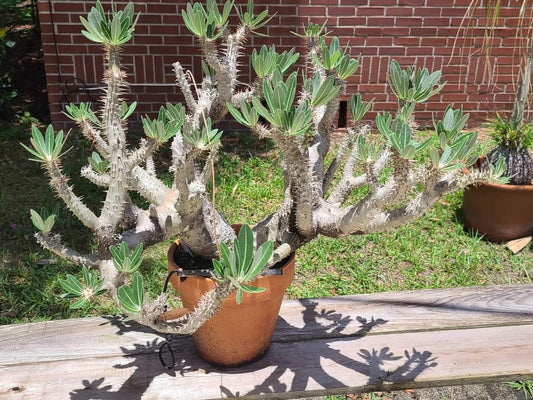 Pachypodium horombense