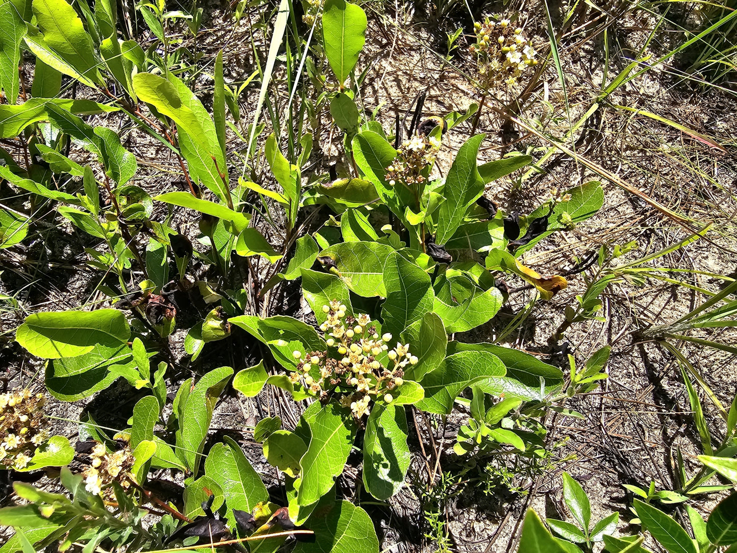 Geobalanus oblongfolius, Gopher Apple