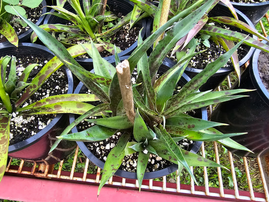 Manfreda virginica (Agave virginica), False Aloe