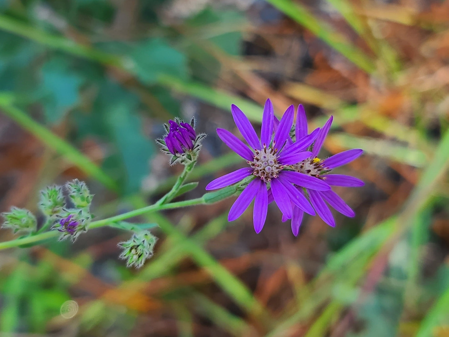 Symphyotrichum concolor