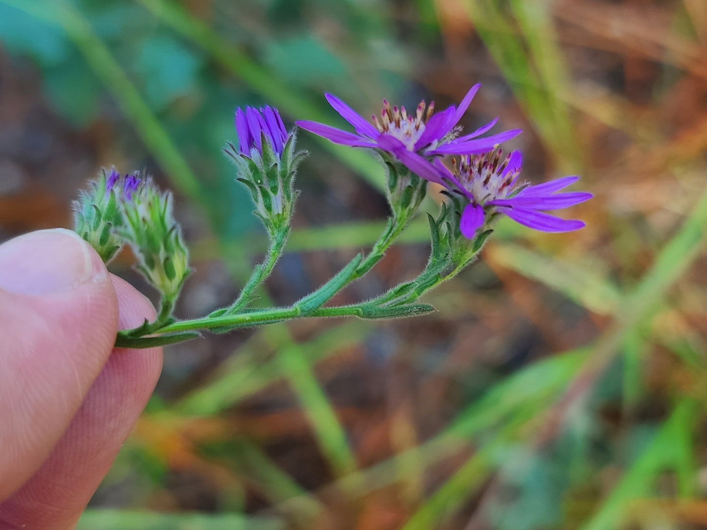 Symphyotrichum concolor