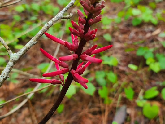 Erythrina herbacea, Coralbean