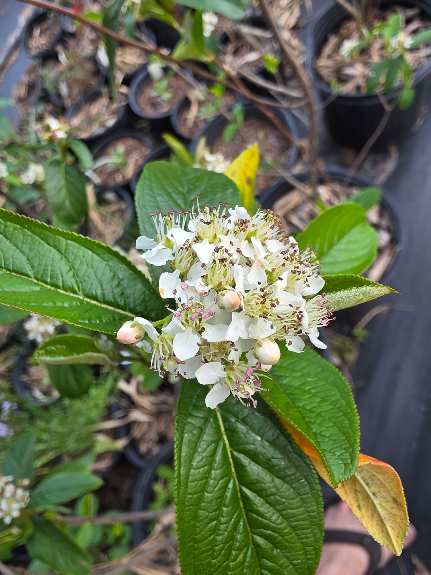Aronia arbutifolia, Red Chokeberry