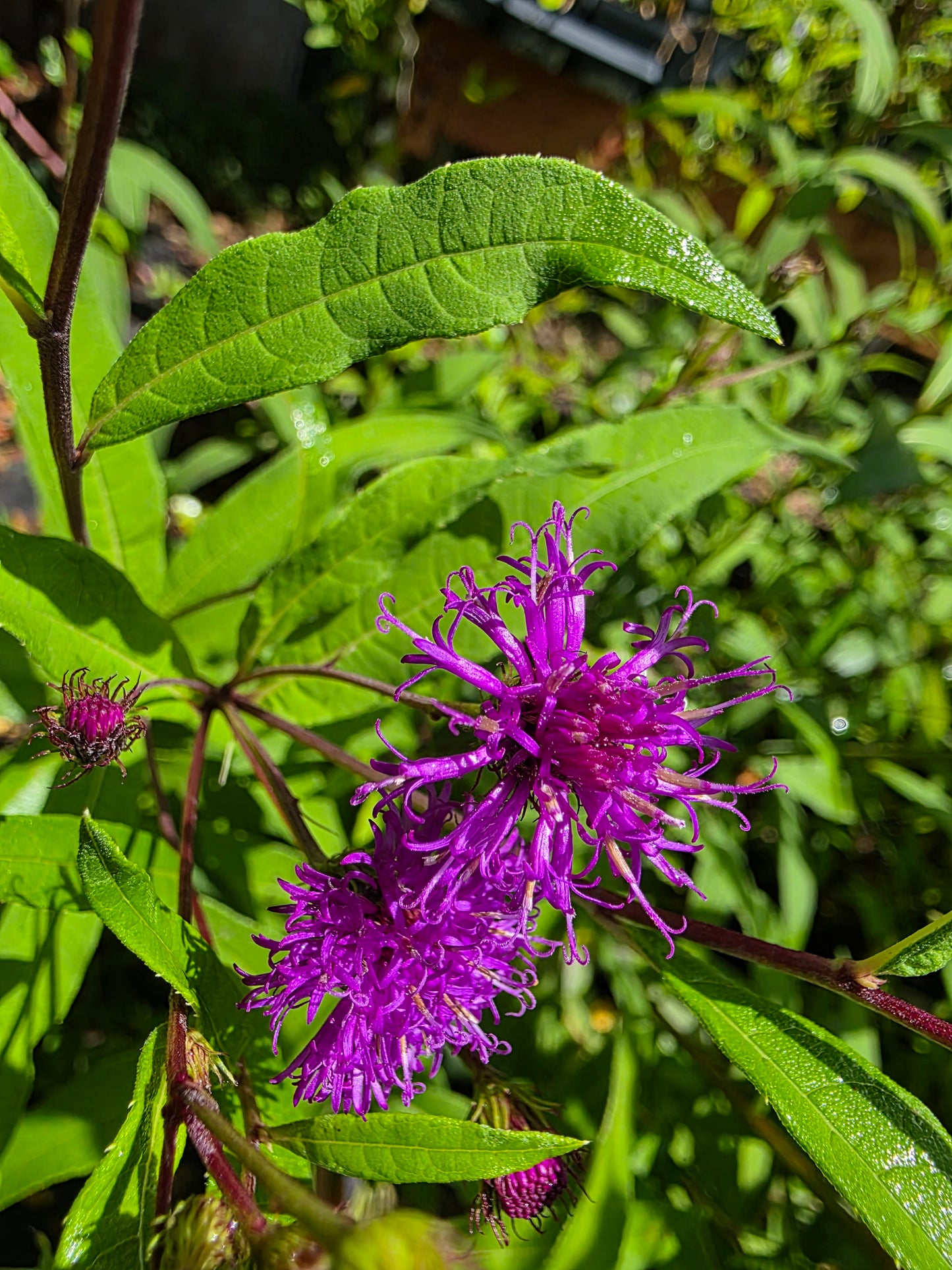 Vernonia noveboracensis, New York Ironweed