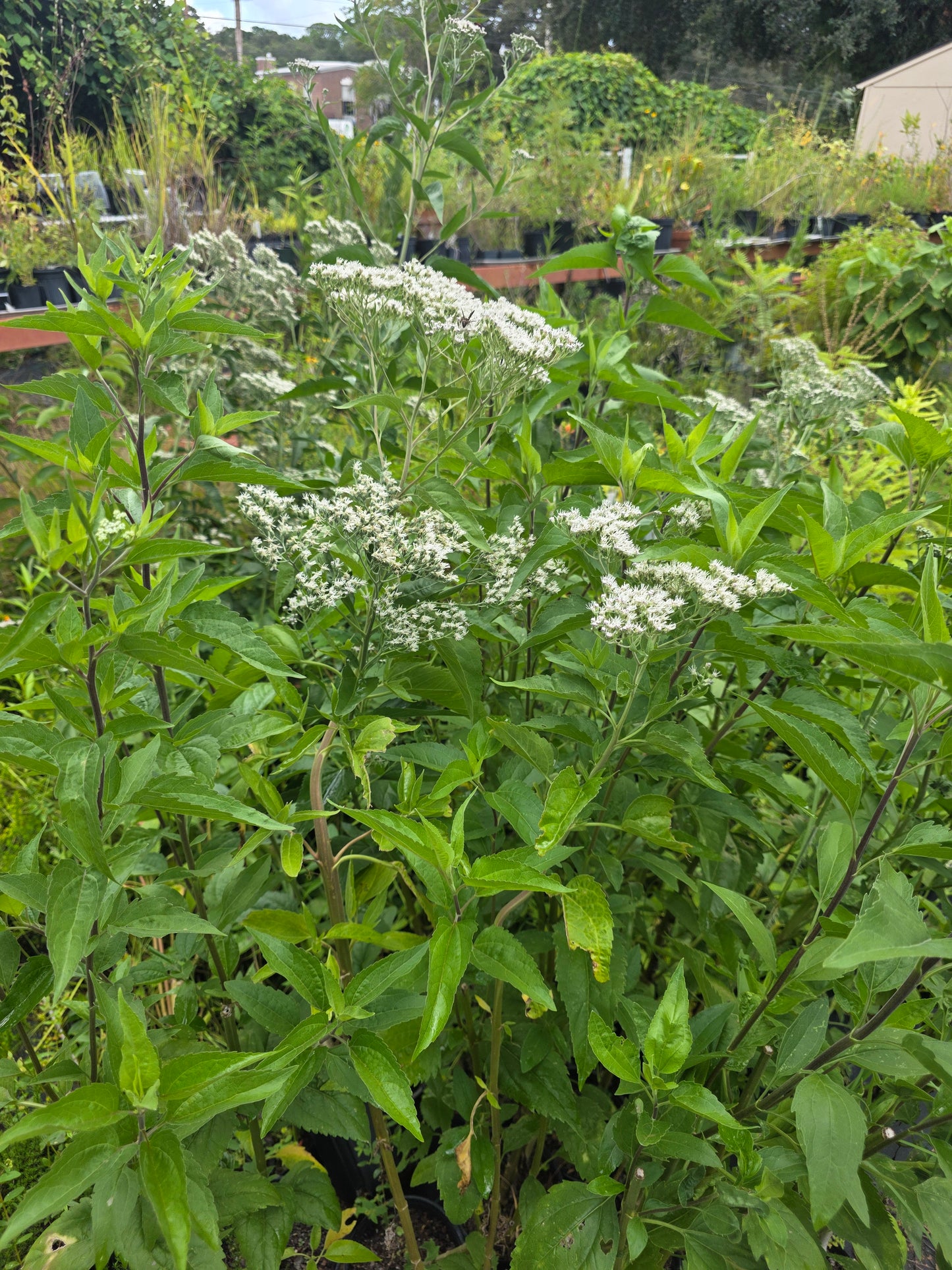 Eupatorium serotinum, Late Boneset