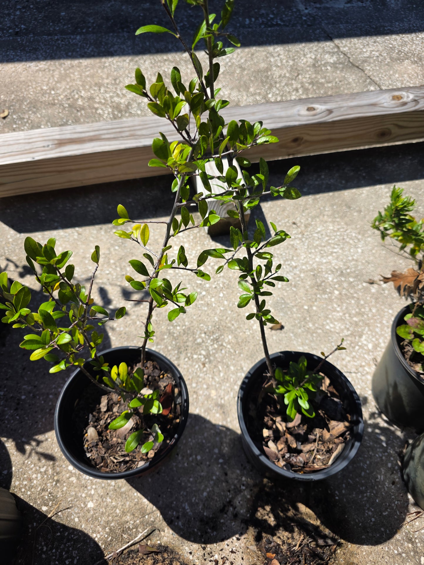 Sideroxylon alachuense