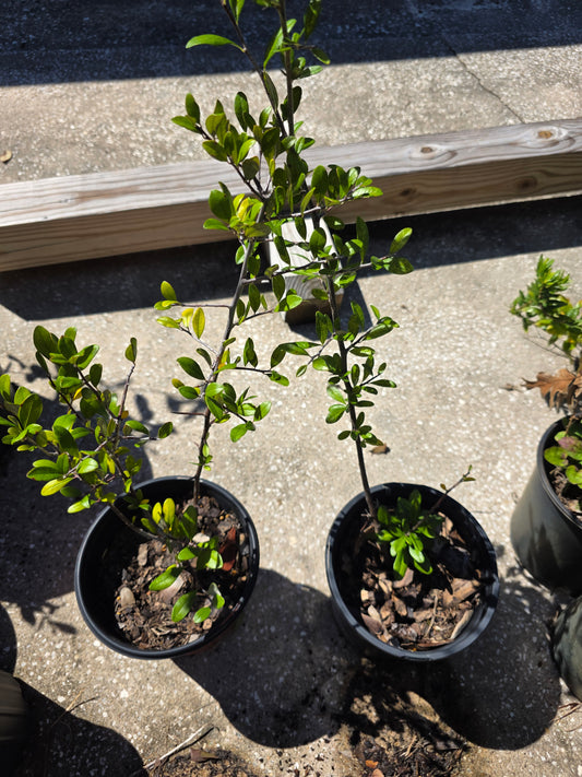 Sideroxylon alachuense