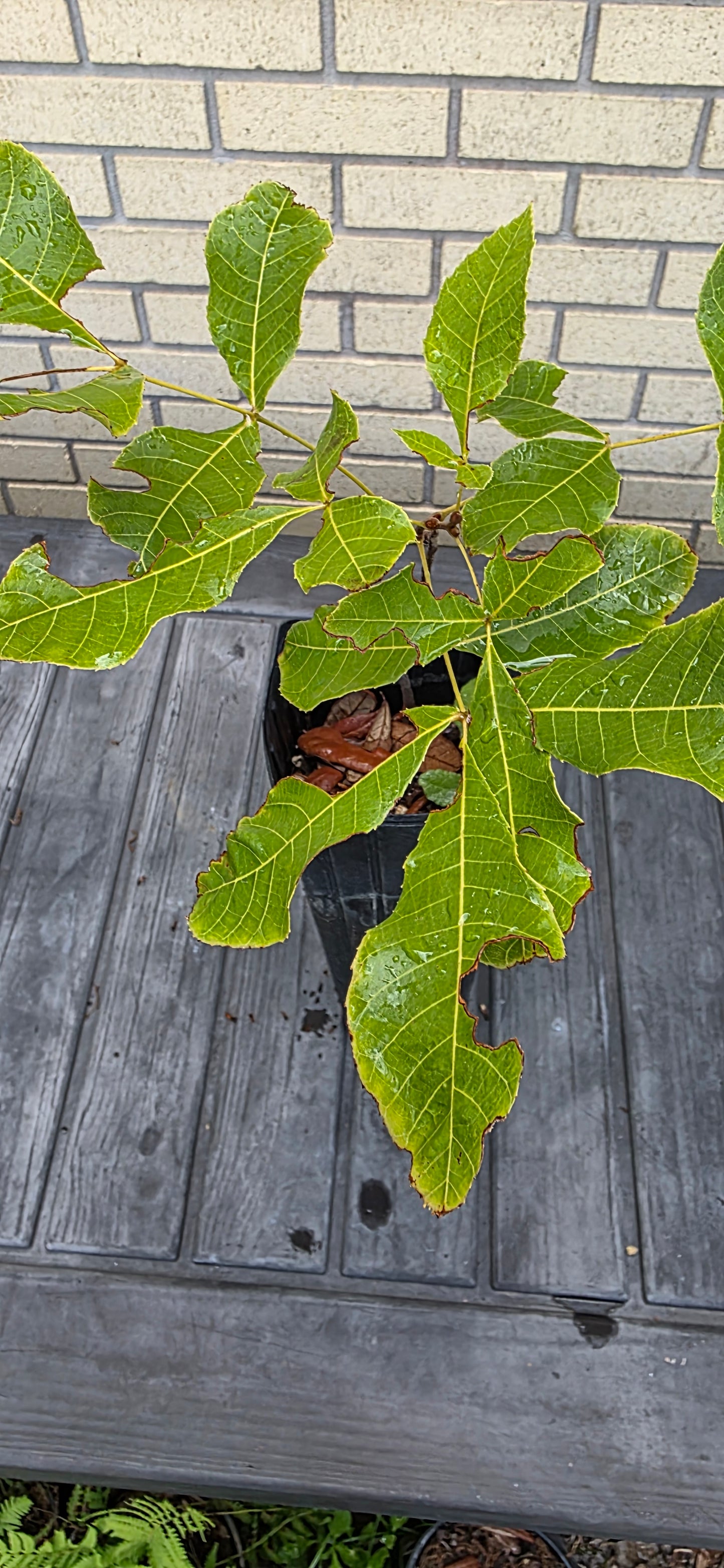 Carya floridana, Scrub Hickory