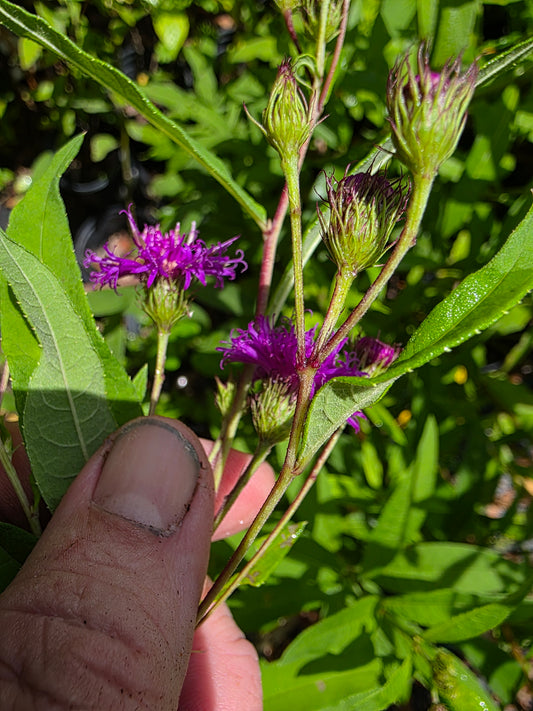 Vernonia noveboracensis, New York Ironweed