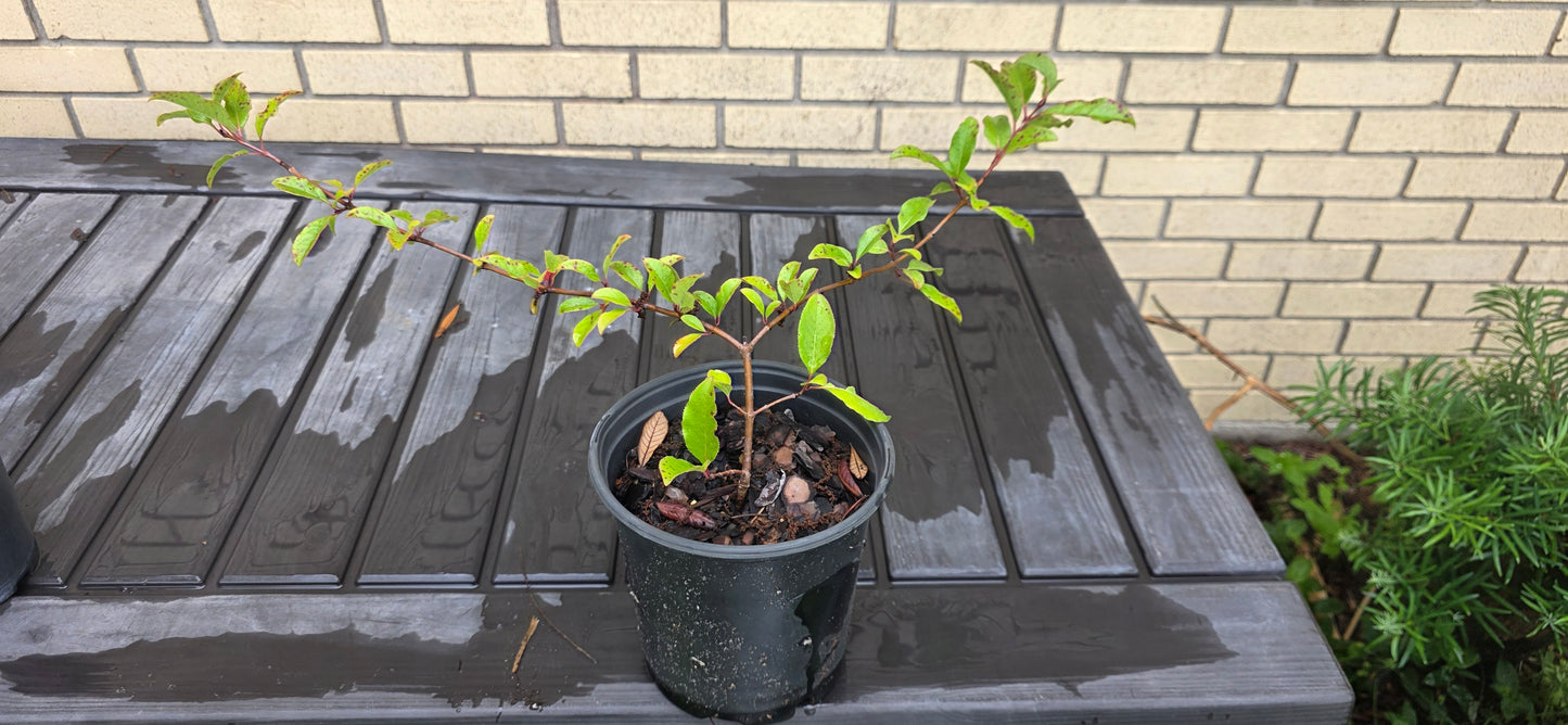 Viburnum rufidulum, Southern Blackhaw