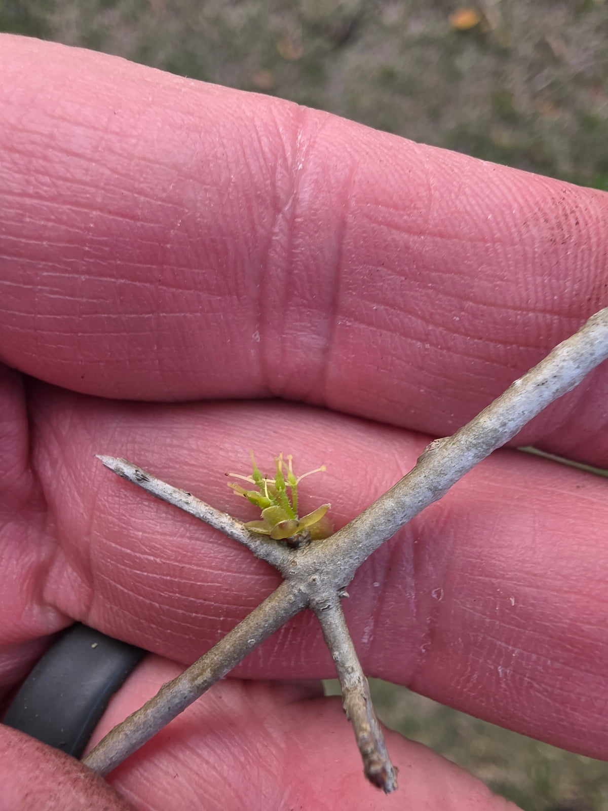 Godfrey Tree Forestiera godfreyi – Gnarly Nursery