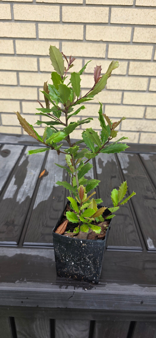 Ilex arenicola, scrub holly