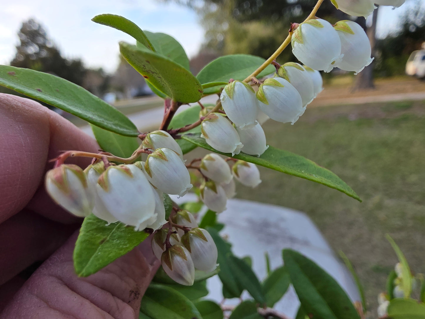 Pieris phillyreifolia, Climbing Fetterbush