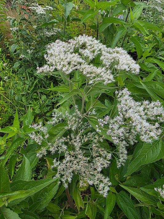 Eupatorium serotinum, Late Boneset