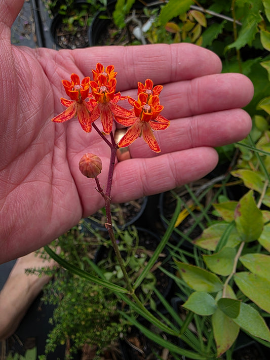 Asclepias lanceolata, Few-flower Milkweed