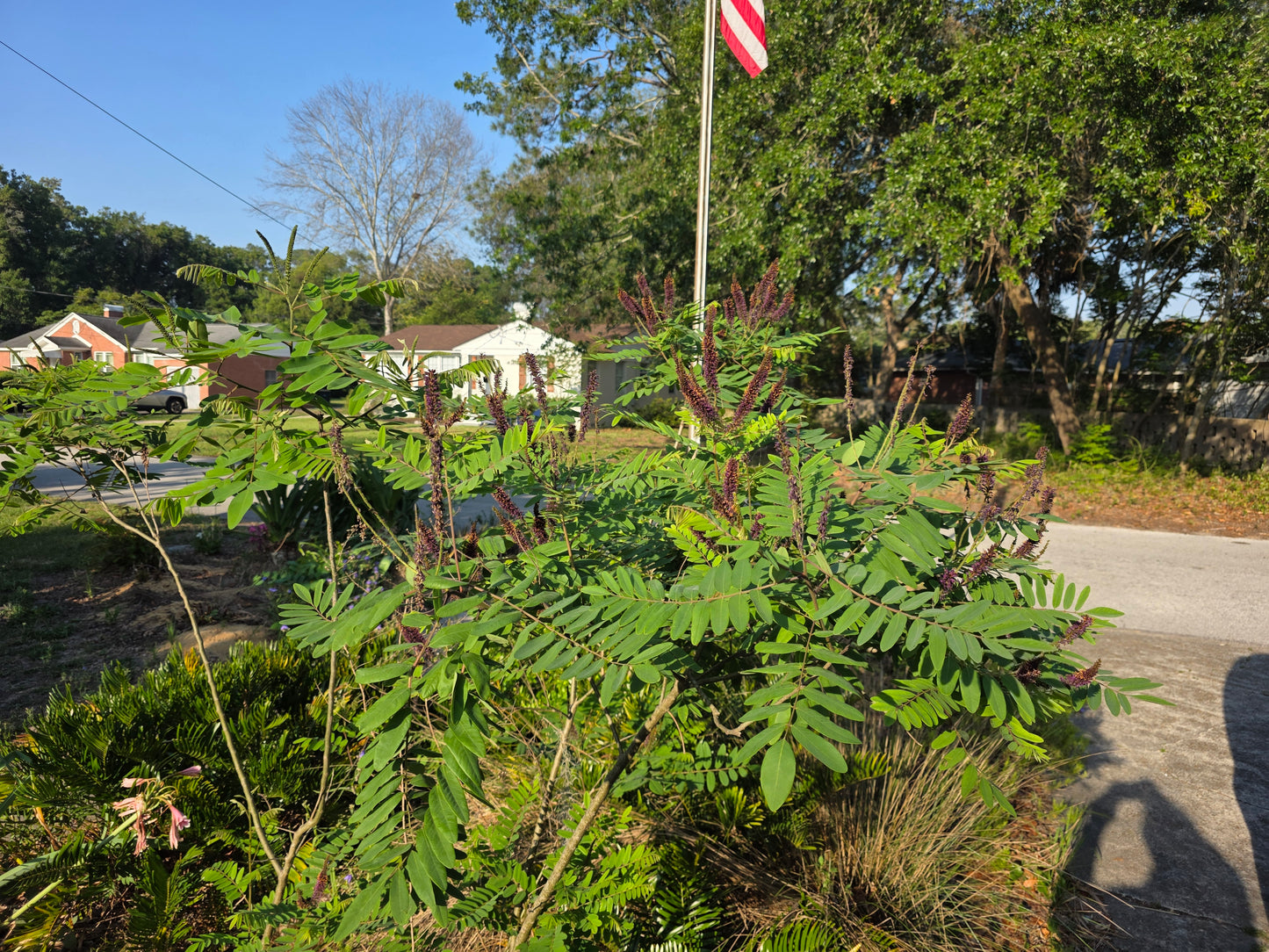 Amorpha fruticosa, Bastard False Indigo