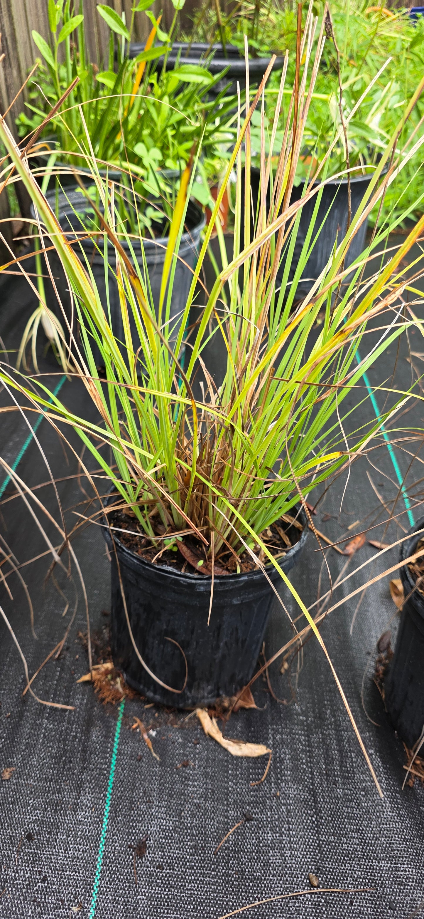 Carex glaucescens, Southern Waxy Sedge, Blue Sedge