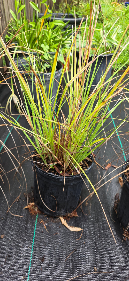 Carex glaucescens, Southern Waxy Sedge, Blue Sedge