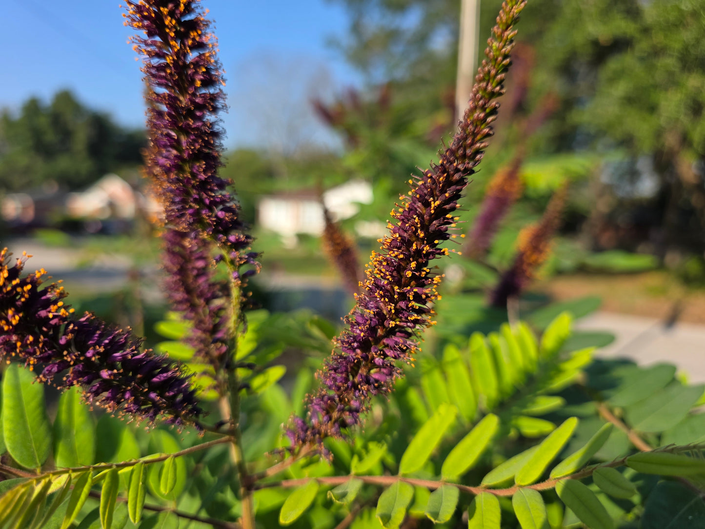Amorpha fruticosa, Bastard False Indigo